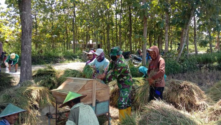 Warga Panen, Anggota Satgas TMMD Bojonegoro Bantu Rontokkan Padi